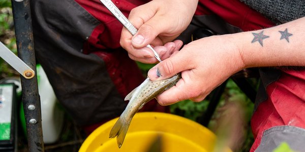 

Person inserting acoustic tracker into fish.