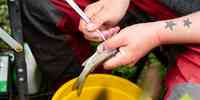 

Person inserting acoustic tracker into fish.