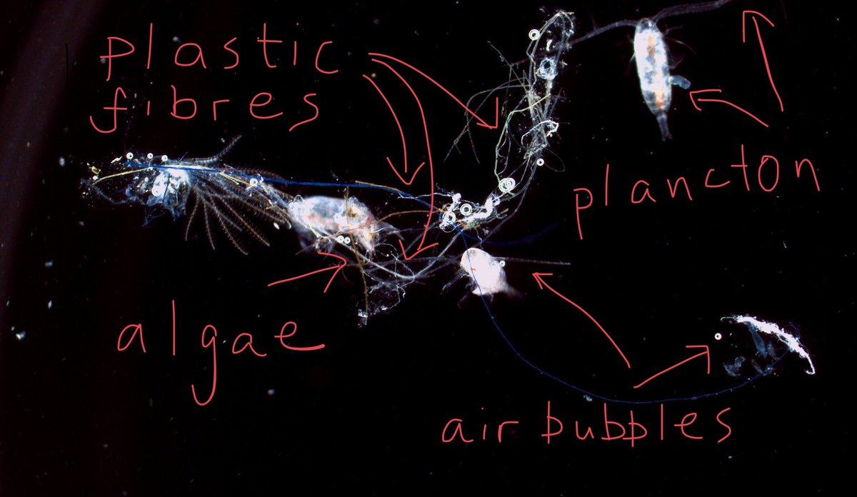 
microplastic van der Meeren english 3