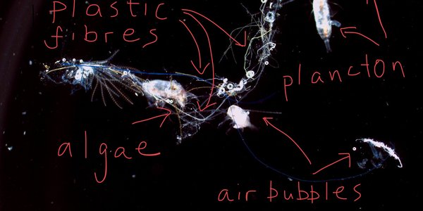 

microplastic van der Meeren english 3