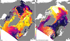 Figur med kart som viser kor mikroplast hopar seg opp i dei arktiske havområda.