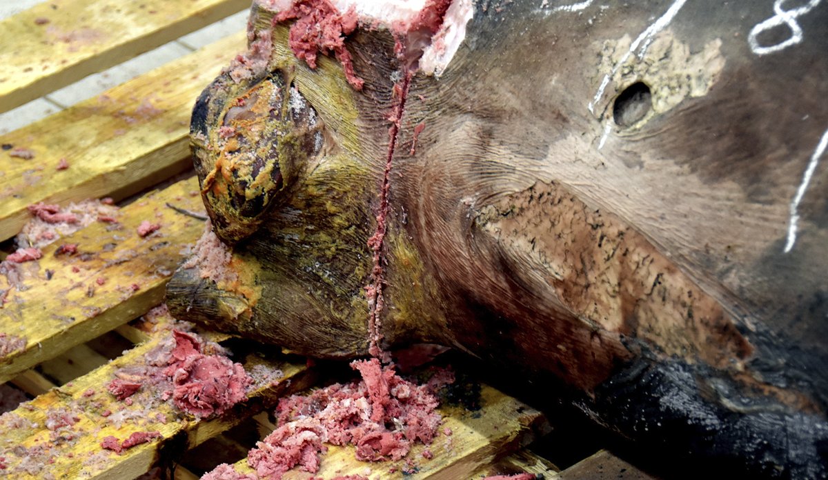 Nærbilde av saging av hai. Viser mosete innvoler som kommer ut når sagen går frem og tilbake.