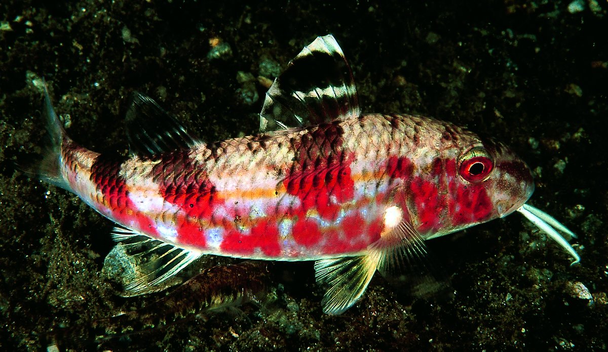 
Fotografi av fisken Mulle