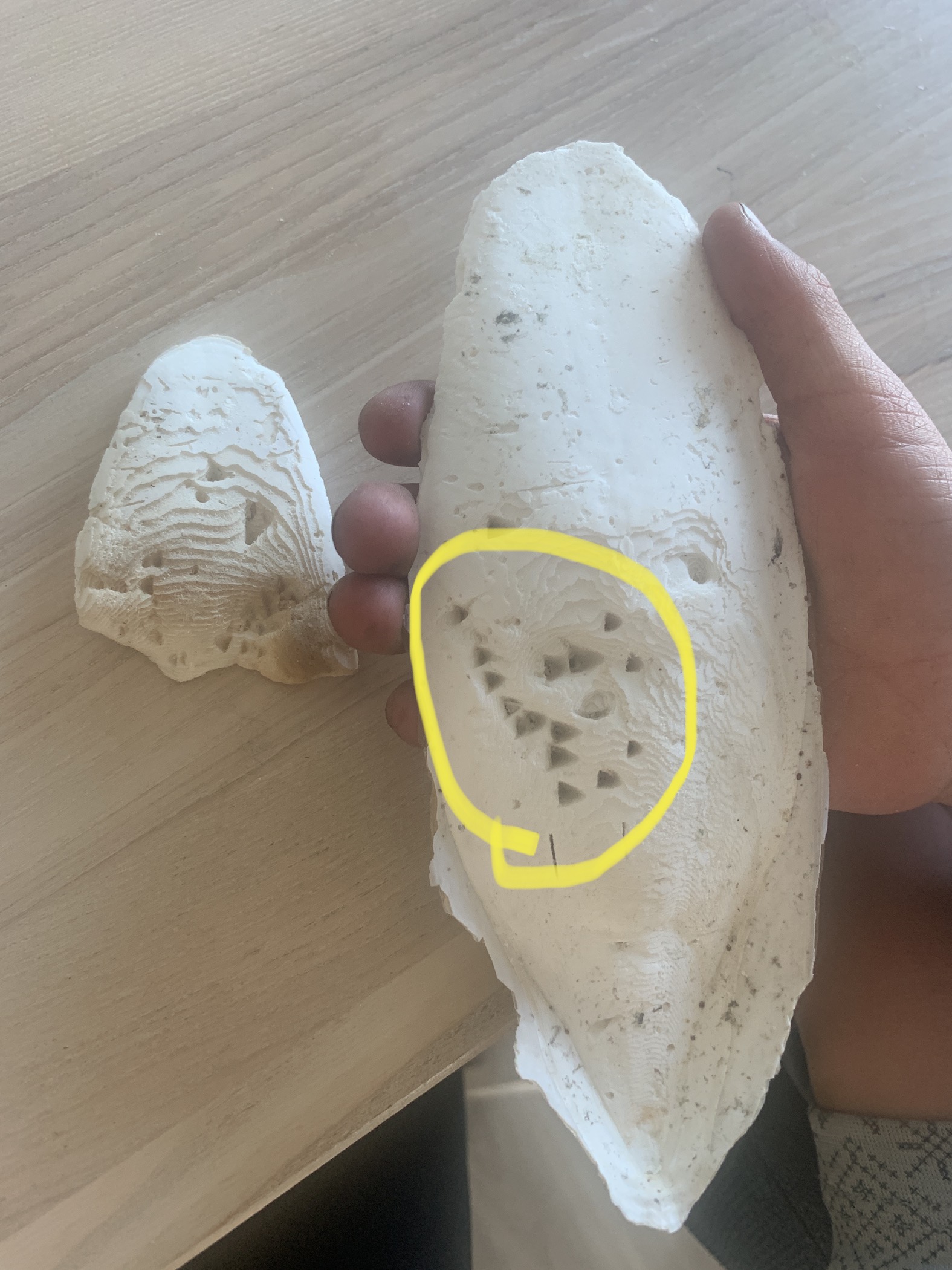 Nærbilde av blekksprutskjell