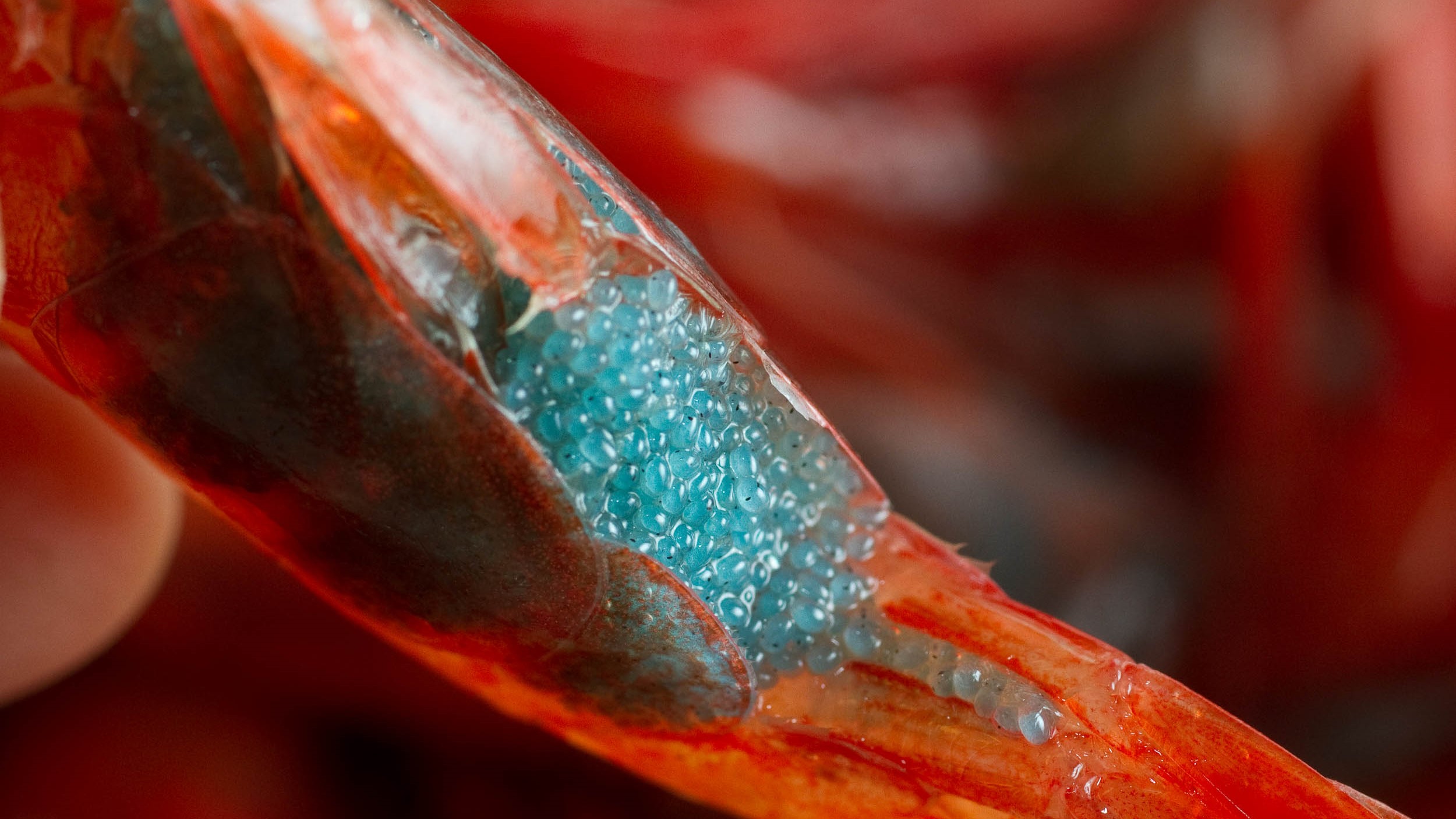 Nærbilde av rogn fra reke. Rognkornene er blå, med små svarte prikker, som er øynene til rekelarvene.