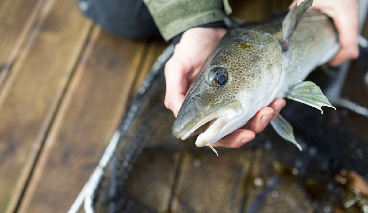 
foto av en fisk som ligger i hendene til en person