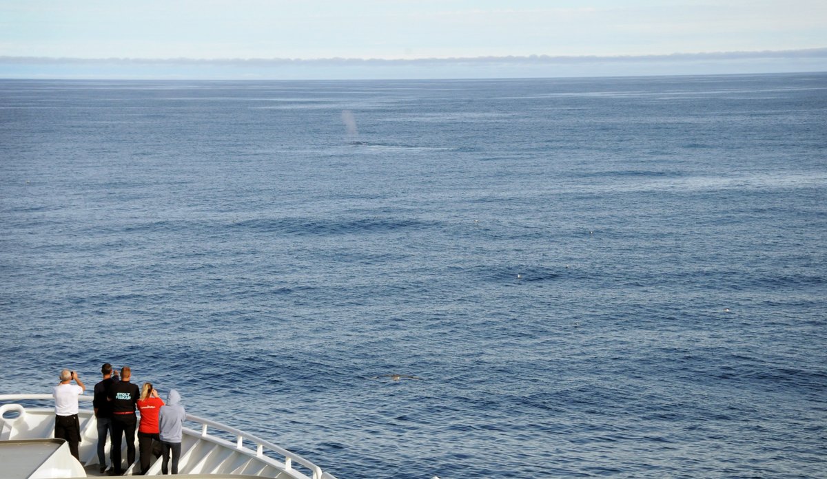 
Forskningsskip i Norskehavet, folk står på dekk og speider etter en hval.