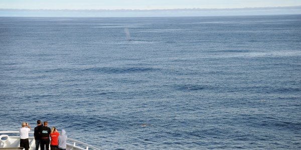 

Forskningsskip i Norskehavet, folk står på dekk og speider etter en hval.