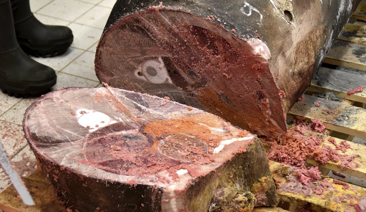 Nysaget skive av haien ligger rett attmed resten av brugda. Man ser tydelig konturene av invollene og plasseringen av dem.