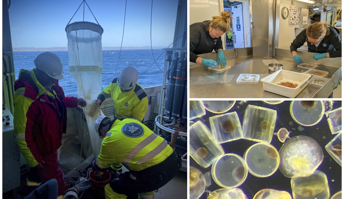 
Kollasj av tre bilder. Det ene viser tre menn som tømmer en planktonhåv på et båtdekk, et annet viser to kvinner som sorterer arter ved et sorteringsbord og et tredje bilder viser et nærbilde av planteplankton