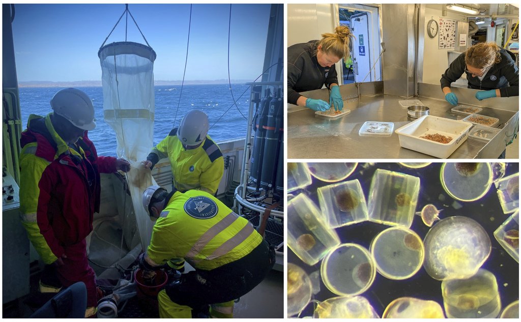 Kollasj av tre bilder. Det ene viser tre menn som tømmer en planktonhåv på et båtdekk, et annet viser to kvinner som sorterer arter ved et sorteringsbord og et tredje bilder viser et nærbilde av planteplankton