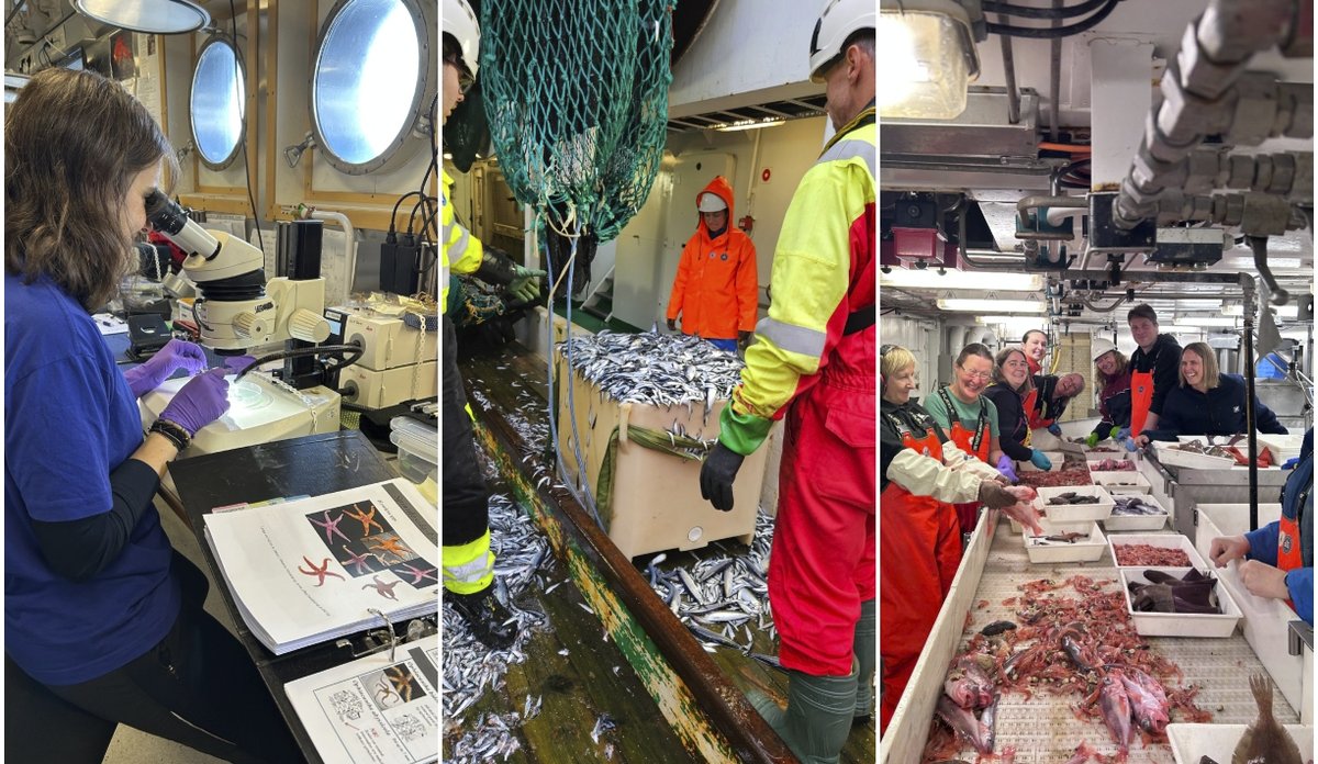 
Kollasj av tre bilder som viser toktet. På første bildet ser en forsker i mikroskop, på ett ser