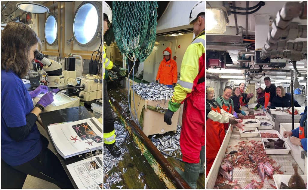 Kollasj av tre bilder som viser toktet. På første bildet ser en forsker i mikroskop, på ett ser