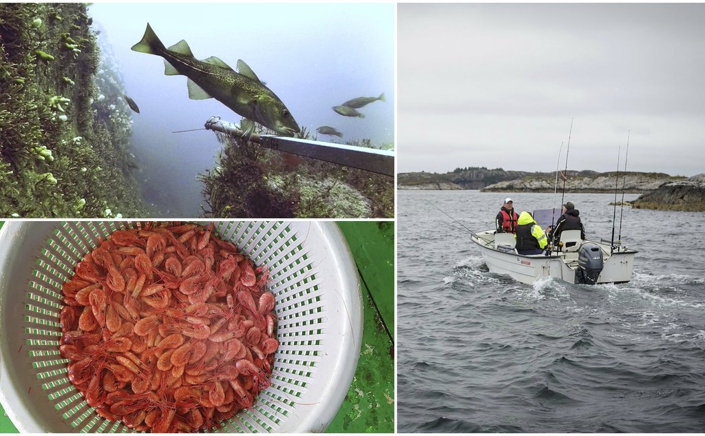 kollasj av torsk, reke og fiskere i småbåt