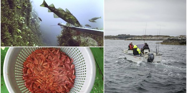 

kollasj av torsk, reke og fiskere i småbåt
