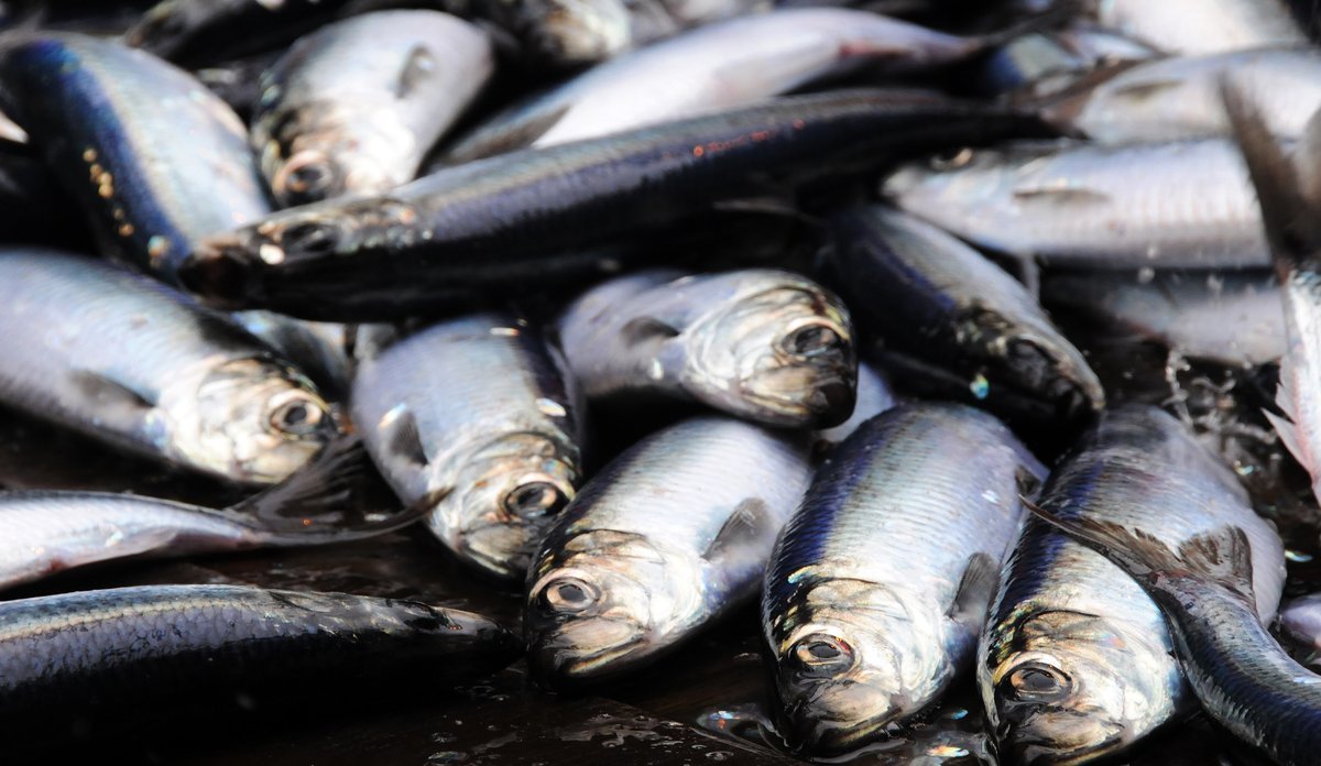 Call To Make Small Pelagic Fisheries More Sustainable