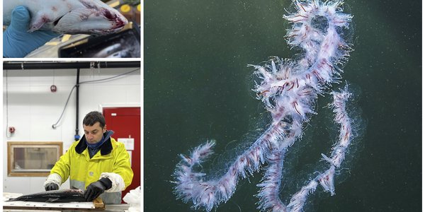 

Kollasj som viser en mann som skjerer opp en fisk, undersiden av en fisk som har svimerker og en perlesnormanet i havet