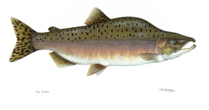 illustration of a pink salmon