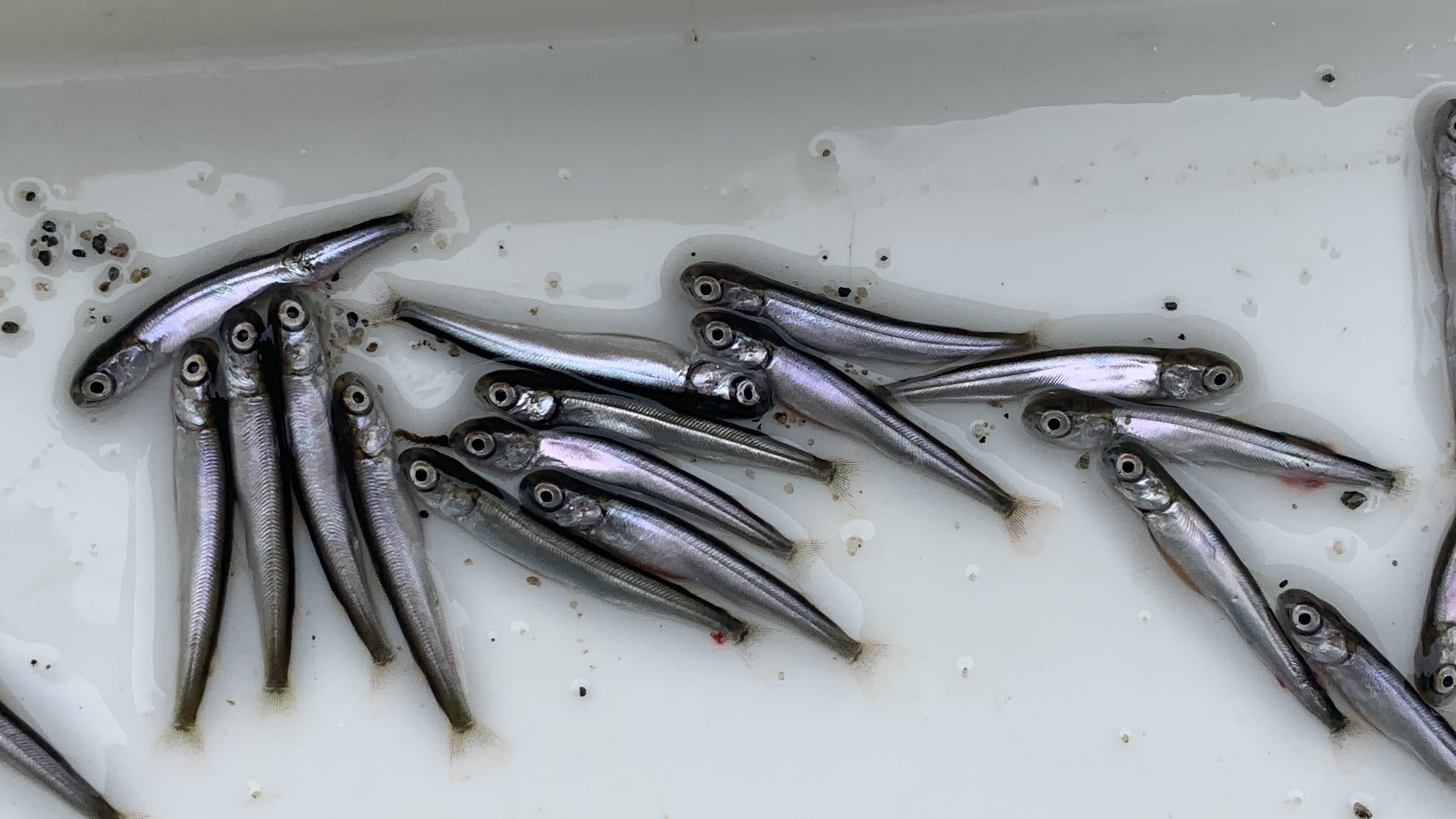 foto av små fiskeyngel