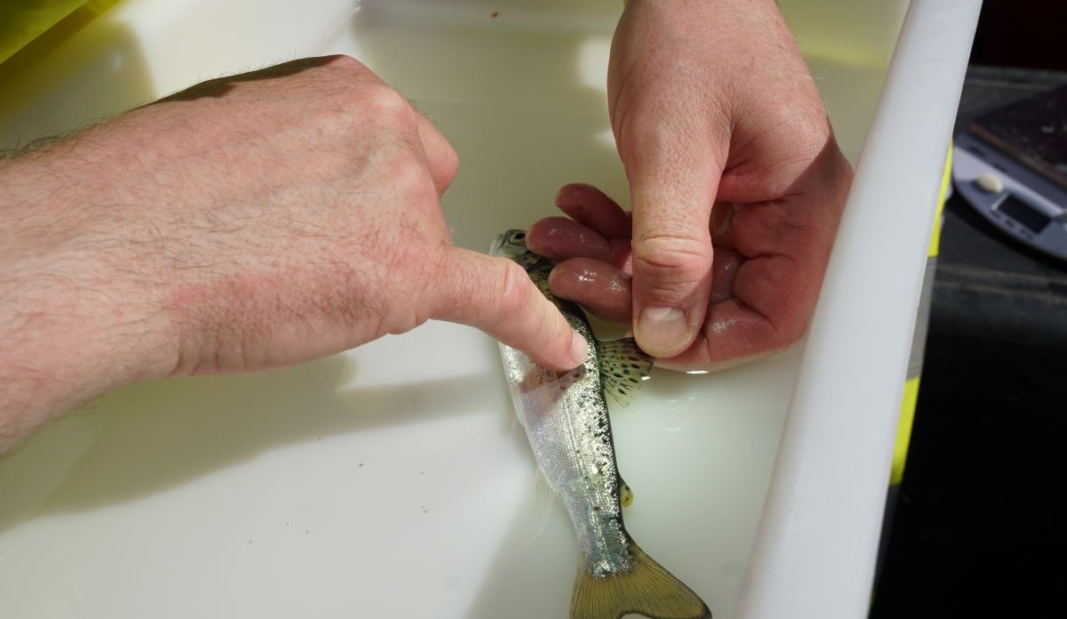 forsker peker på lus på en fisk