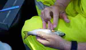 forsker merker fisk