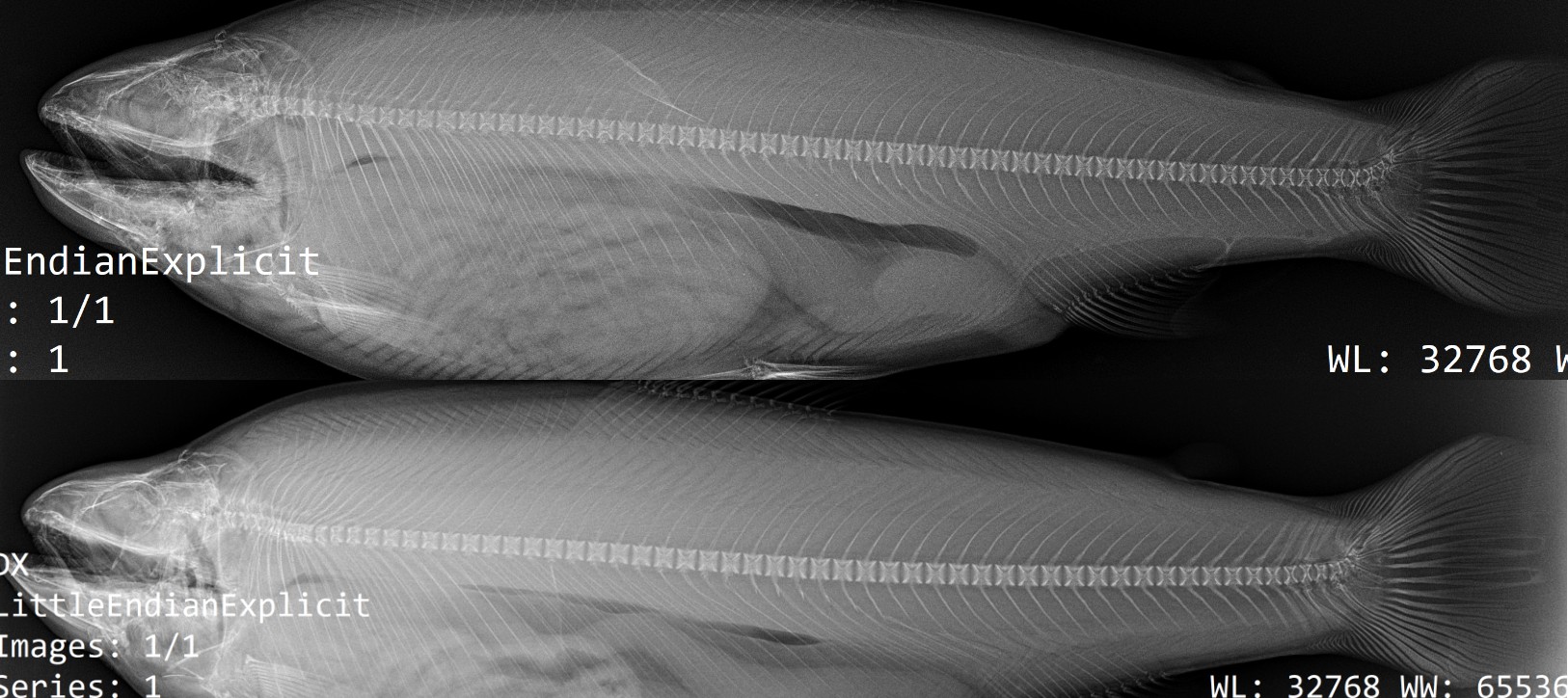 Røntgenbilder av to fisker slik at det går an å se skjelettet.