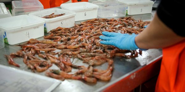 

Gammalt svart-kvitt-bilde av rekefangst på dekk på fiskebåt, sjø i bakgrunnen.