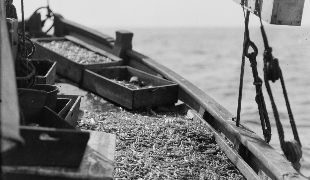 Gammalt svart-kvitt-bilde av rekefangst på dekk på fiskebåt, sjø i bakgrunnen.