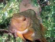 Foto av rognkjeks som er en litt oval fisk. Små lyserosa fiskeegg i bakgrunnen.