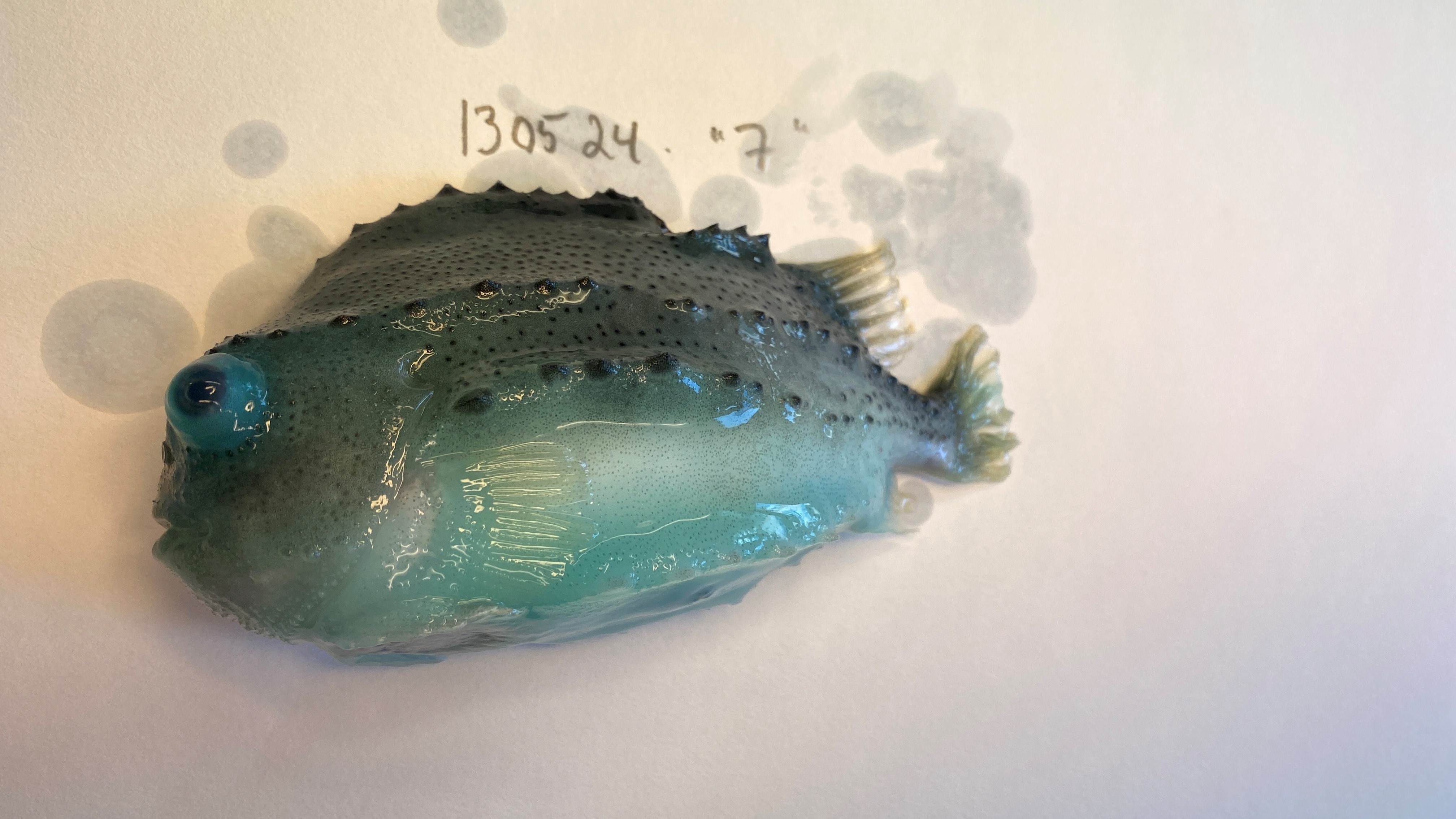 Ei grønblå rognkjekse ligg på kvit bakgrunn. Augene på fisken bular kraftig.