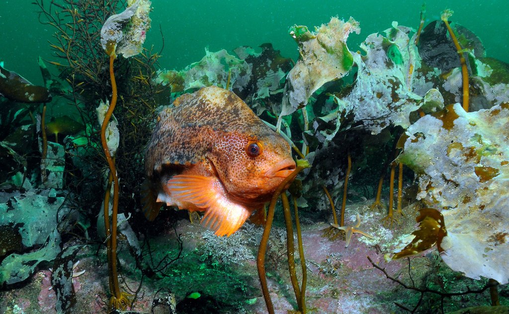 Foto av en rognkjeks som er en litt oval fisk. Den svømmer rett over havbunnen.