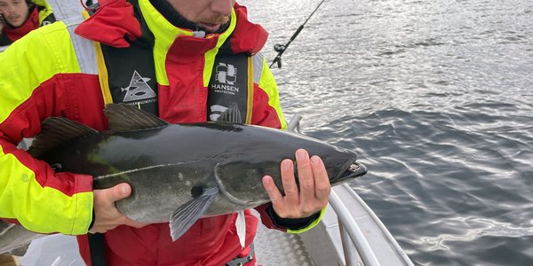 

Havforsker Keno Ferter løfter en stor sei om bord på båten, for å merke den med satelittmerket.