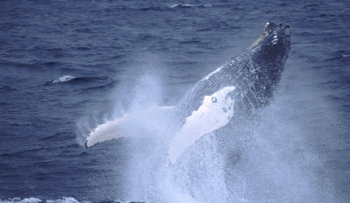 
sjøpattedyr blåhval bilde