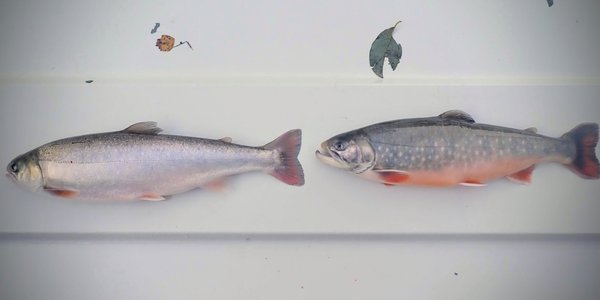 Laksefisken røye