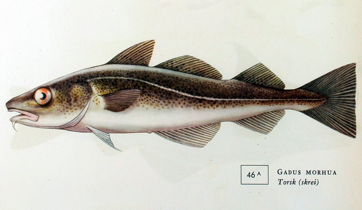 illustrasjon av skrei