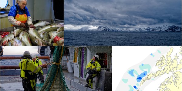 

foto av to kvinner med mye torsk under dekk