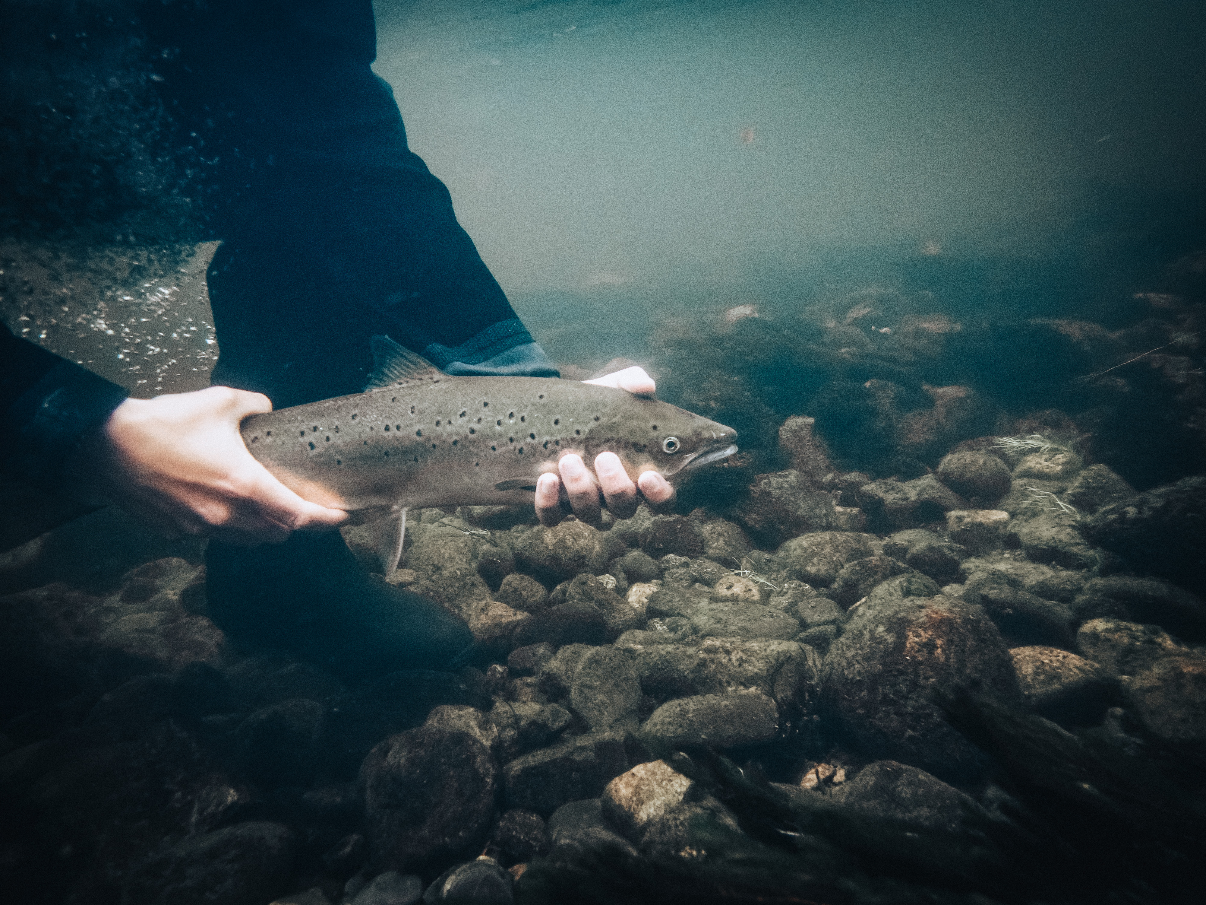 Foto av hender som holder en fisk under vann
