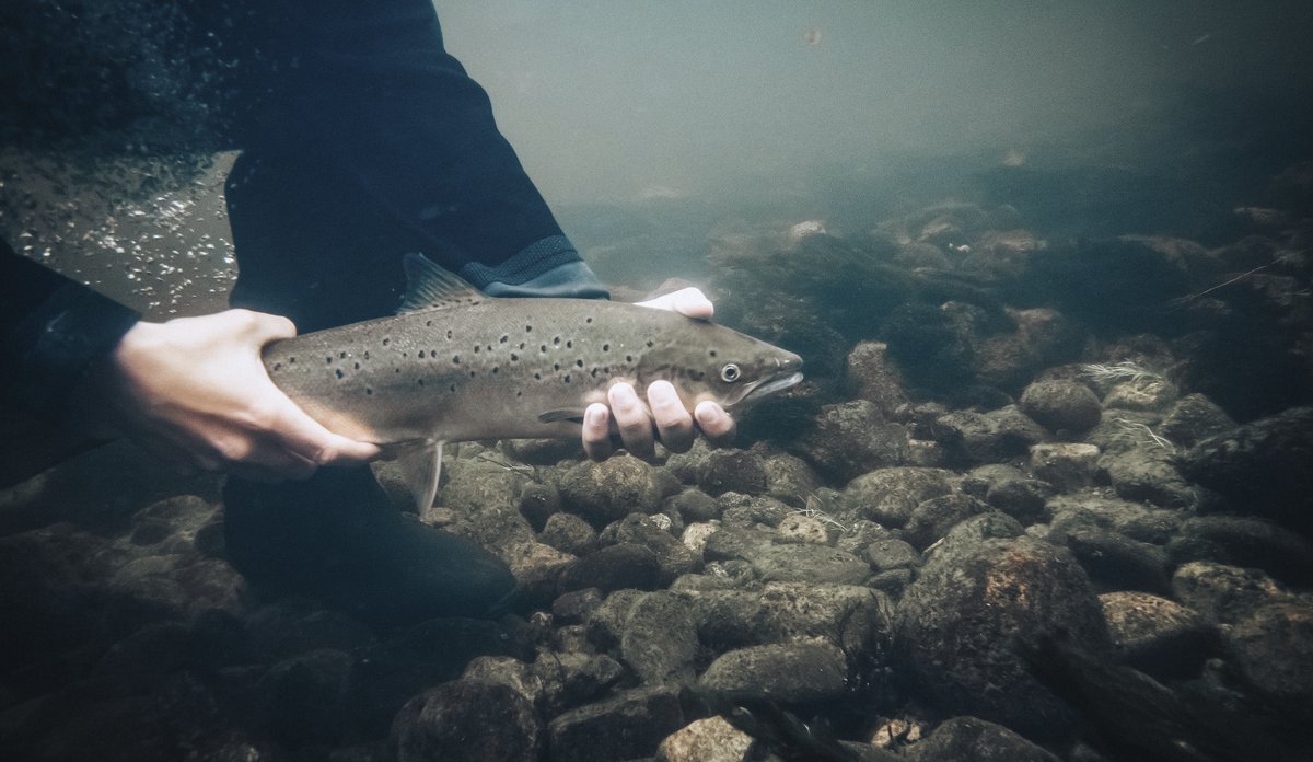 
Foto av hender som holder en fisk under vann