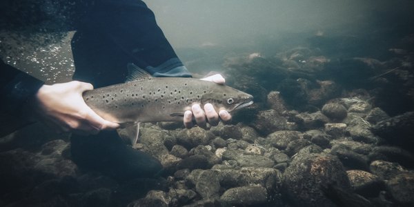 

Foto av hender som holder en fisk under vann