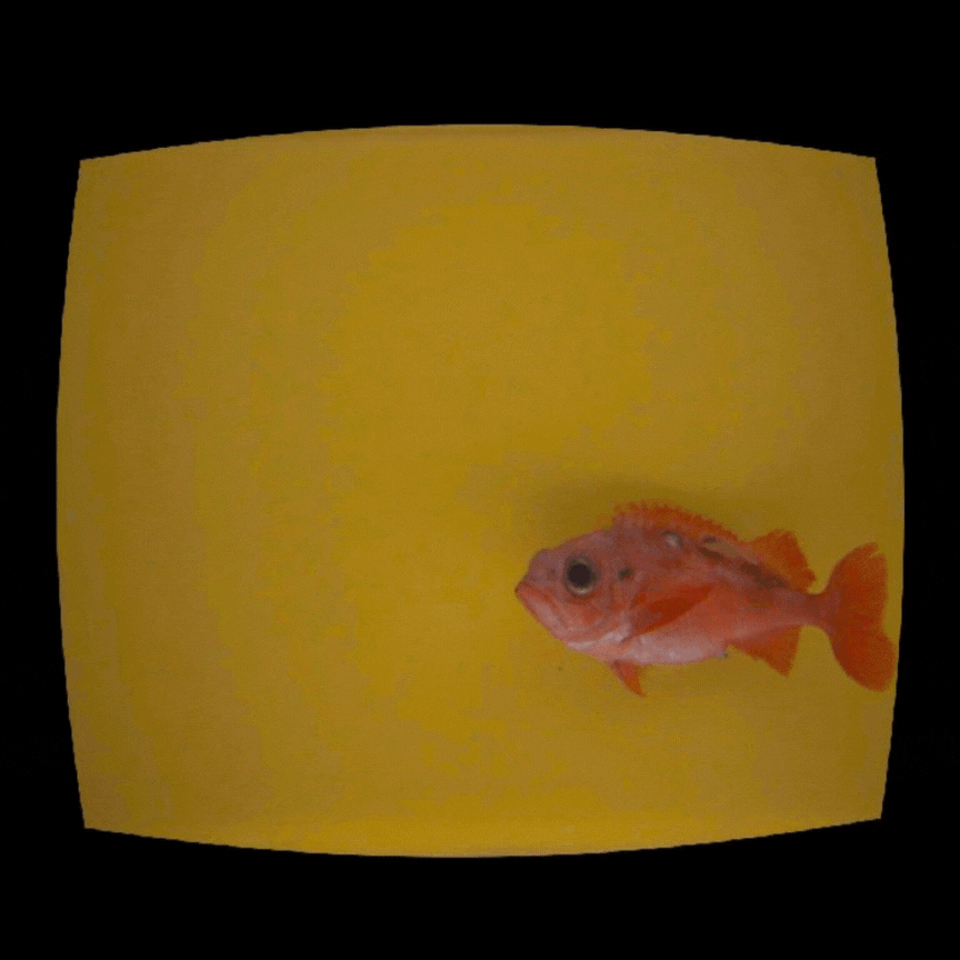 snabeluer