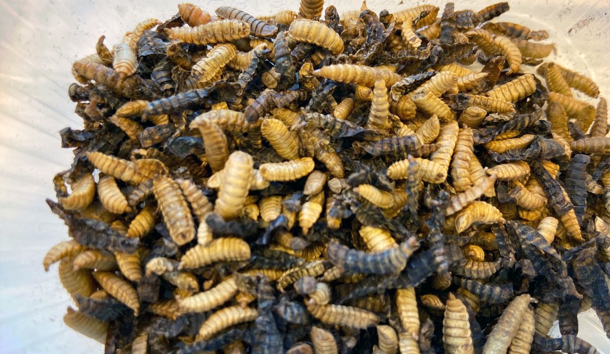 
Brown and black insect larvae in a box.