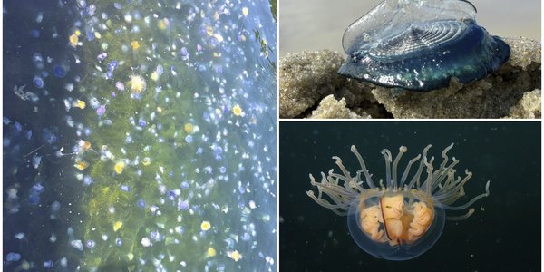 

Kollasj som viser en oppblomstring av blå brennmanet, en bidevindsegler og en klamremanet