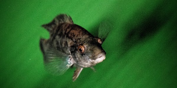 

stamfisk