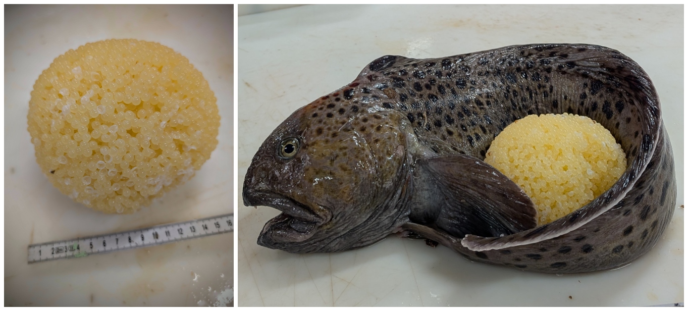 Kollasj. Det ene bildet viser en ball av steinbitegg. Steinbiteggene er små og litt gule i fargen. Det andre bildet viser en flekksteinbit som har krøllet halen rundt eggballen.