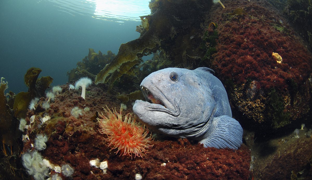 
Steinbit mellom stein og tare på havbunnen. Anemone i rødt foran den, og man ser lyset fra overflaten som skinner ned. 
