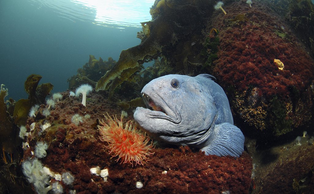 Steinbit mellom stein og tare på havbunnen. Anemone i rødt foran den, og man ser lyset fra overflaten som skinner ned. 
