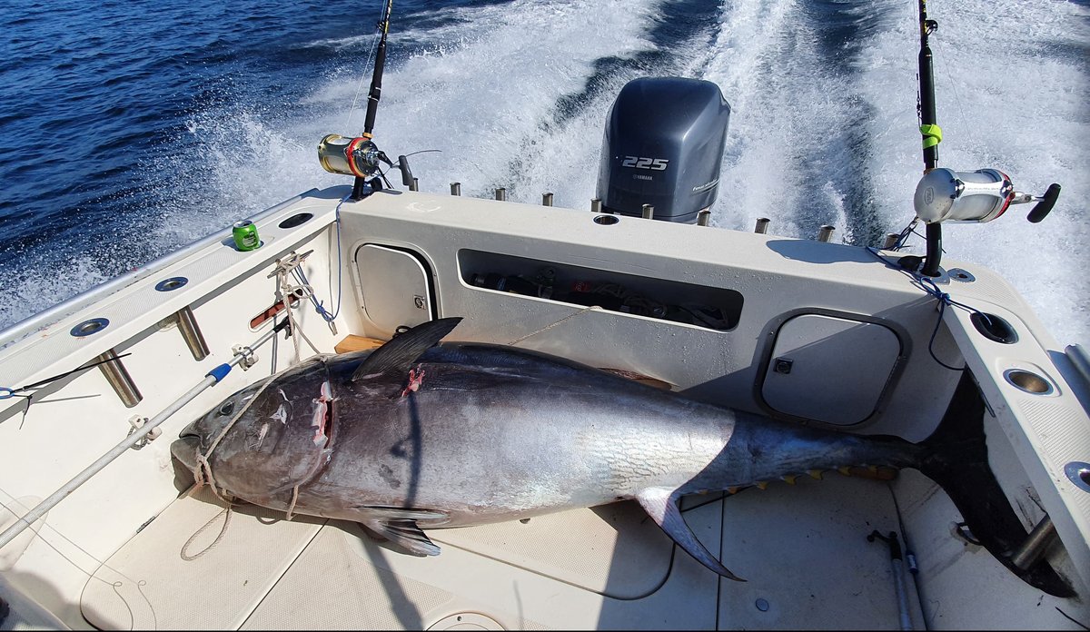 Norwegian rod-and-reel fishery for Atlantic bluefin tuna is