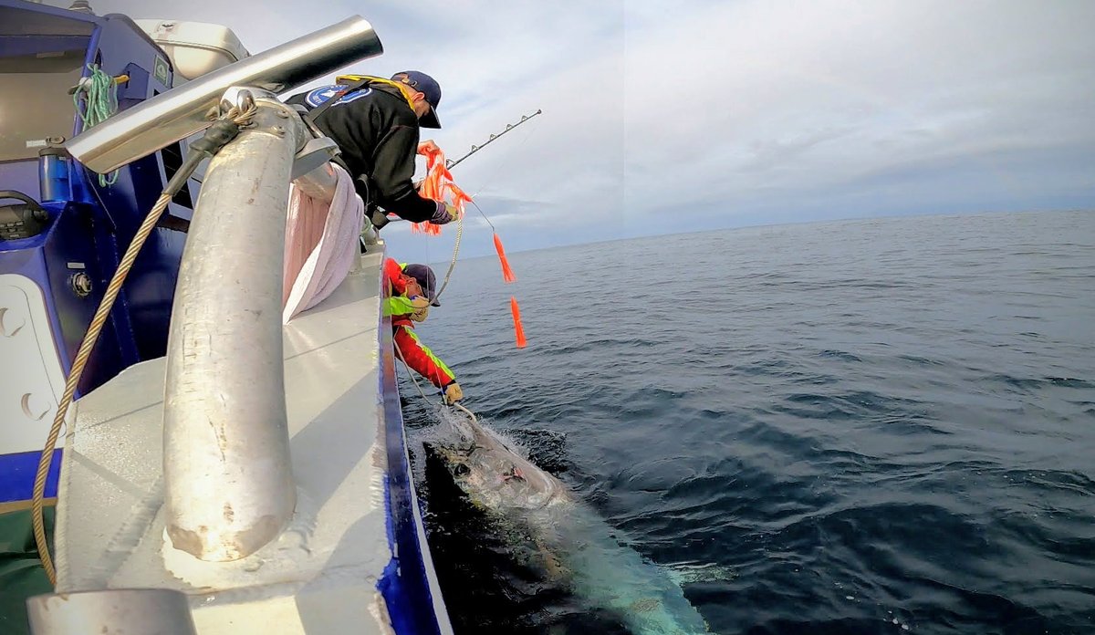 
foto av forskere med stor makrellstørje ved båten