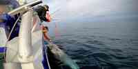 foto av forskere med stor makrellstørje ved båten