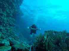 Diver in coral reef ecosystem.